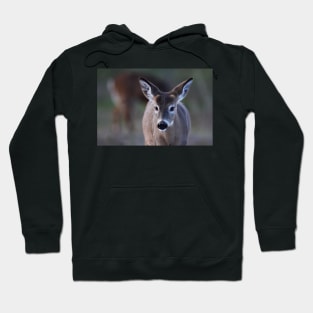 Pretty doe - White-tailed Deer Hoodie